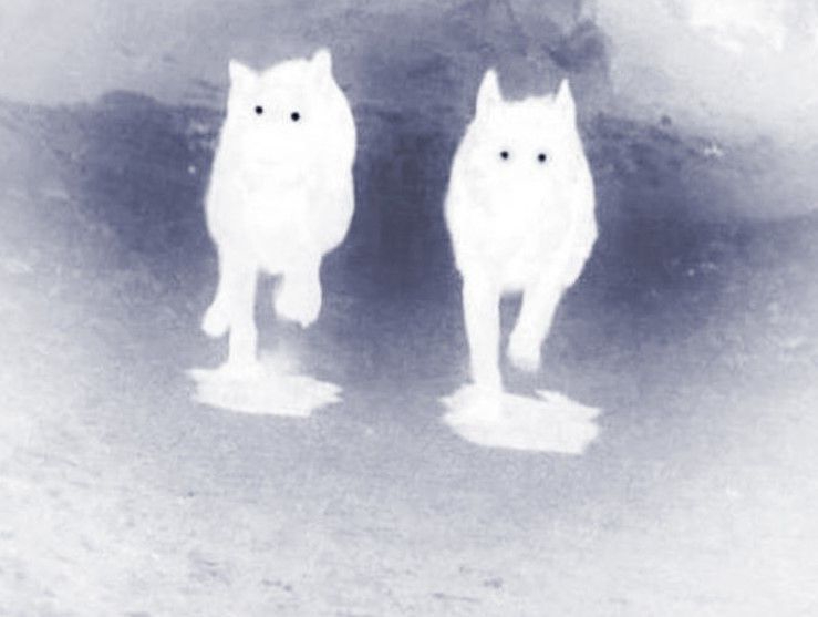 Ghostly Hounds of Gloucestershire