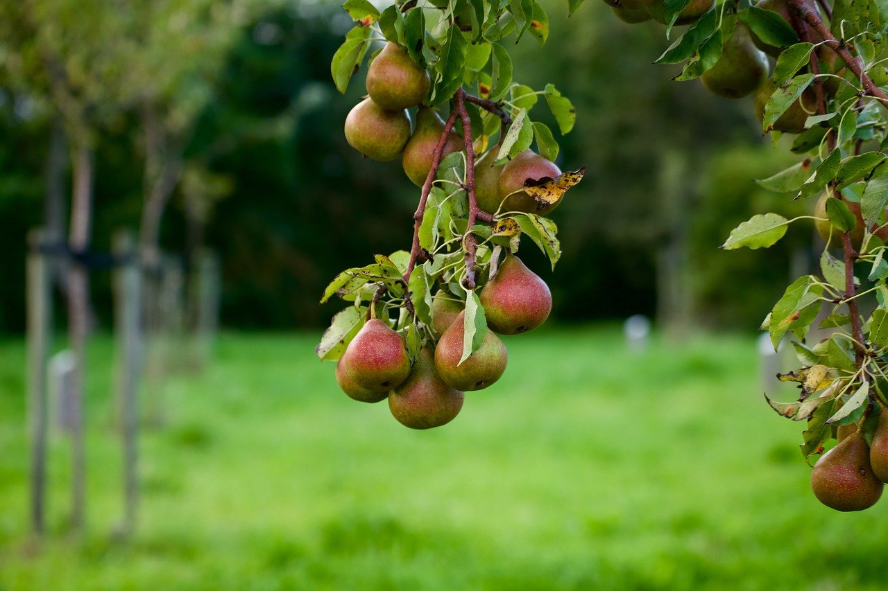 Folklore Rooks Pear Trees Gloucestershire
