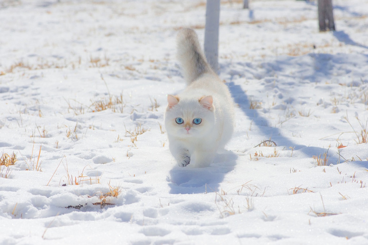 White Christmas Kitten