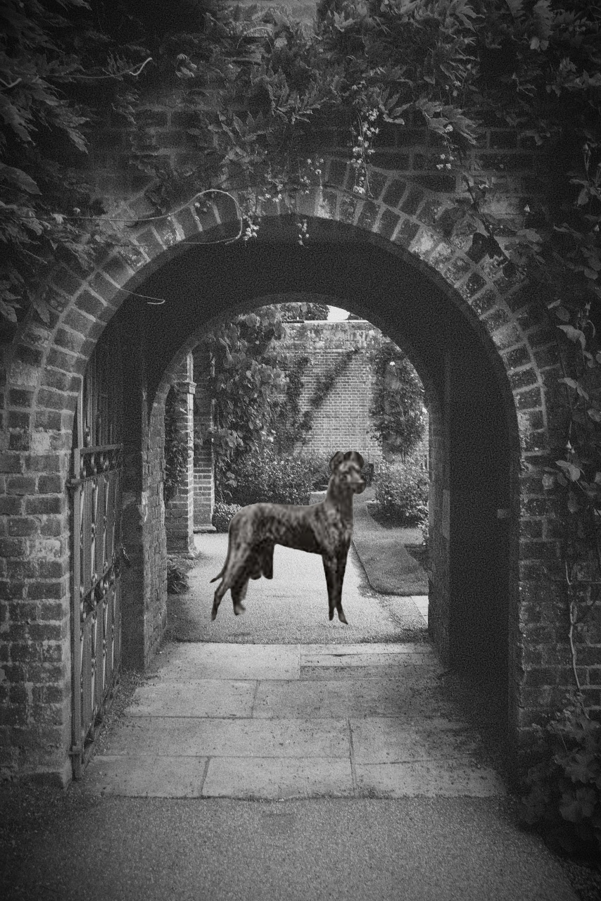 Haunted Somerset ghost dog